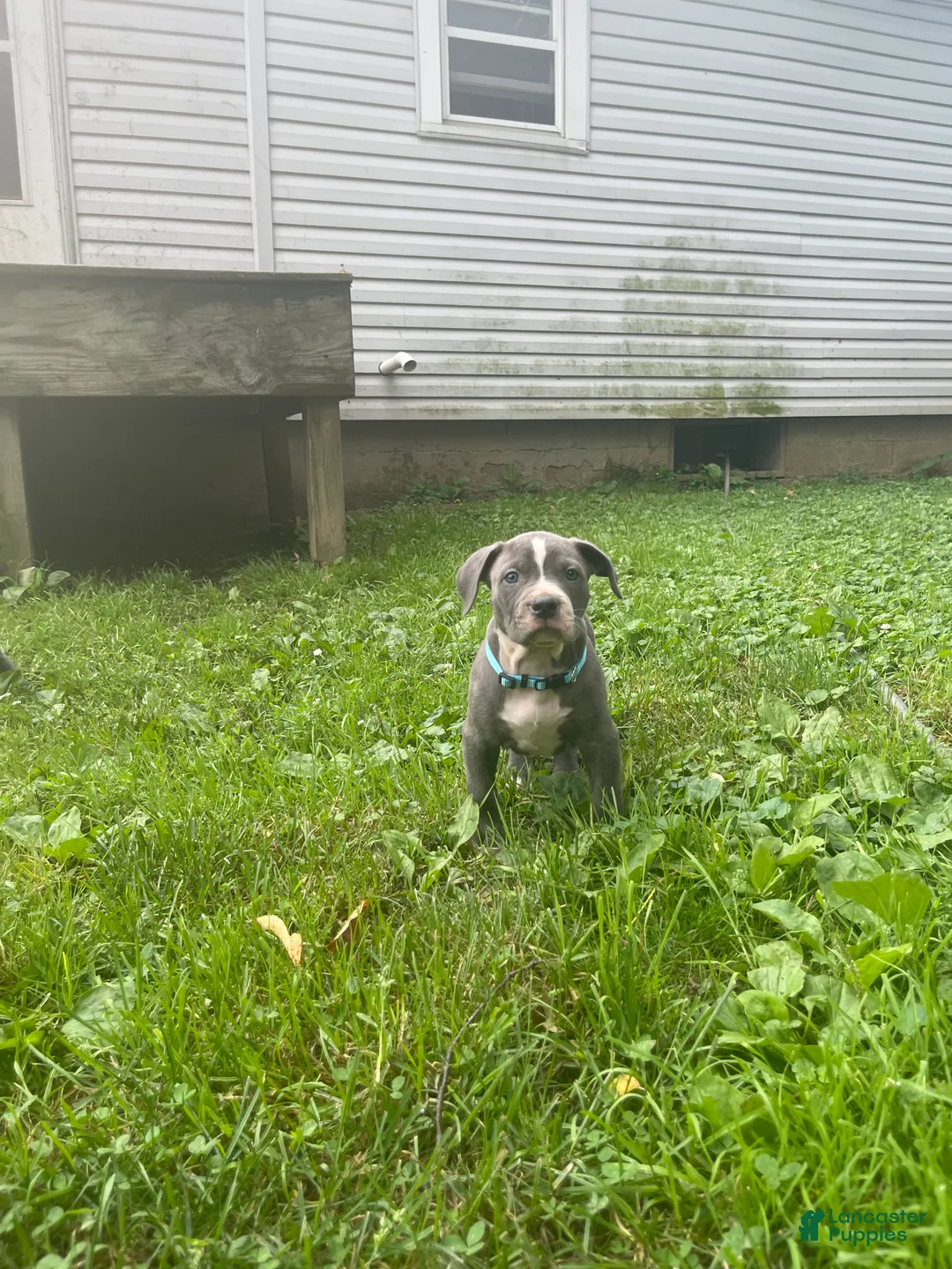 American Bully dogs for sale: American Bully 5 - Ad 1