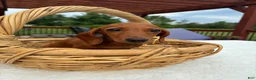 Miniature Dachshund dogs for sale: Bob - Ad 4