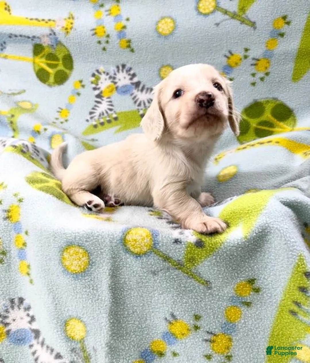 Miniature Dachshund dogs for sale: Miniature Dachshund 5 - Ad 2