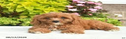 Cavapoo dogs for sale: Indigo  - Ad 3