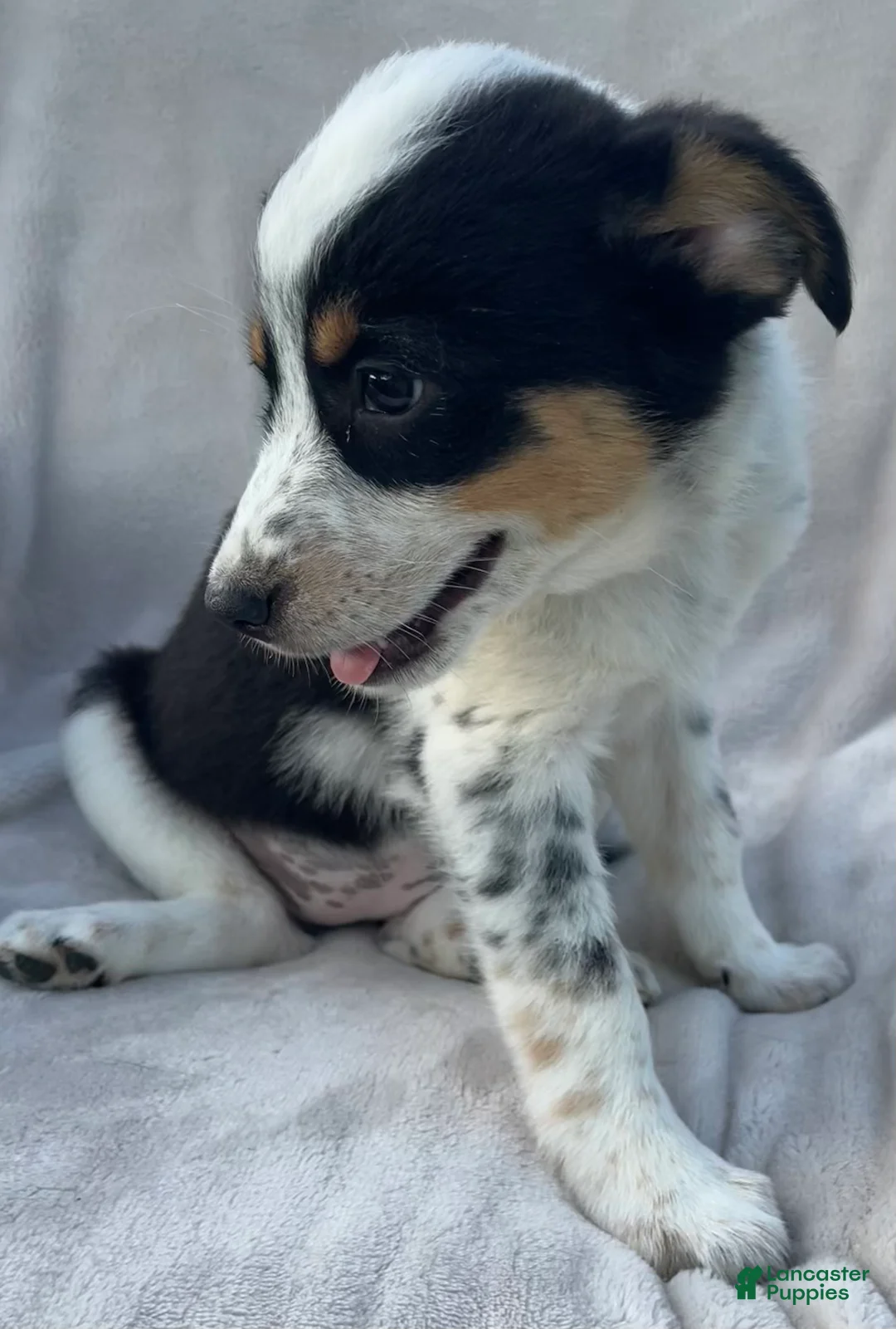 Mixed Breed dogs for sale: Olivia  - Ad 2
