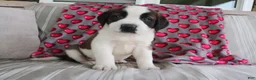 Saint Bernard dogs for sale: Summer - Ad 4