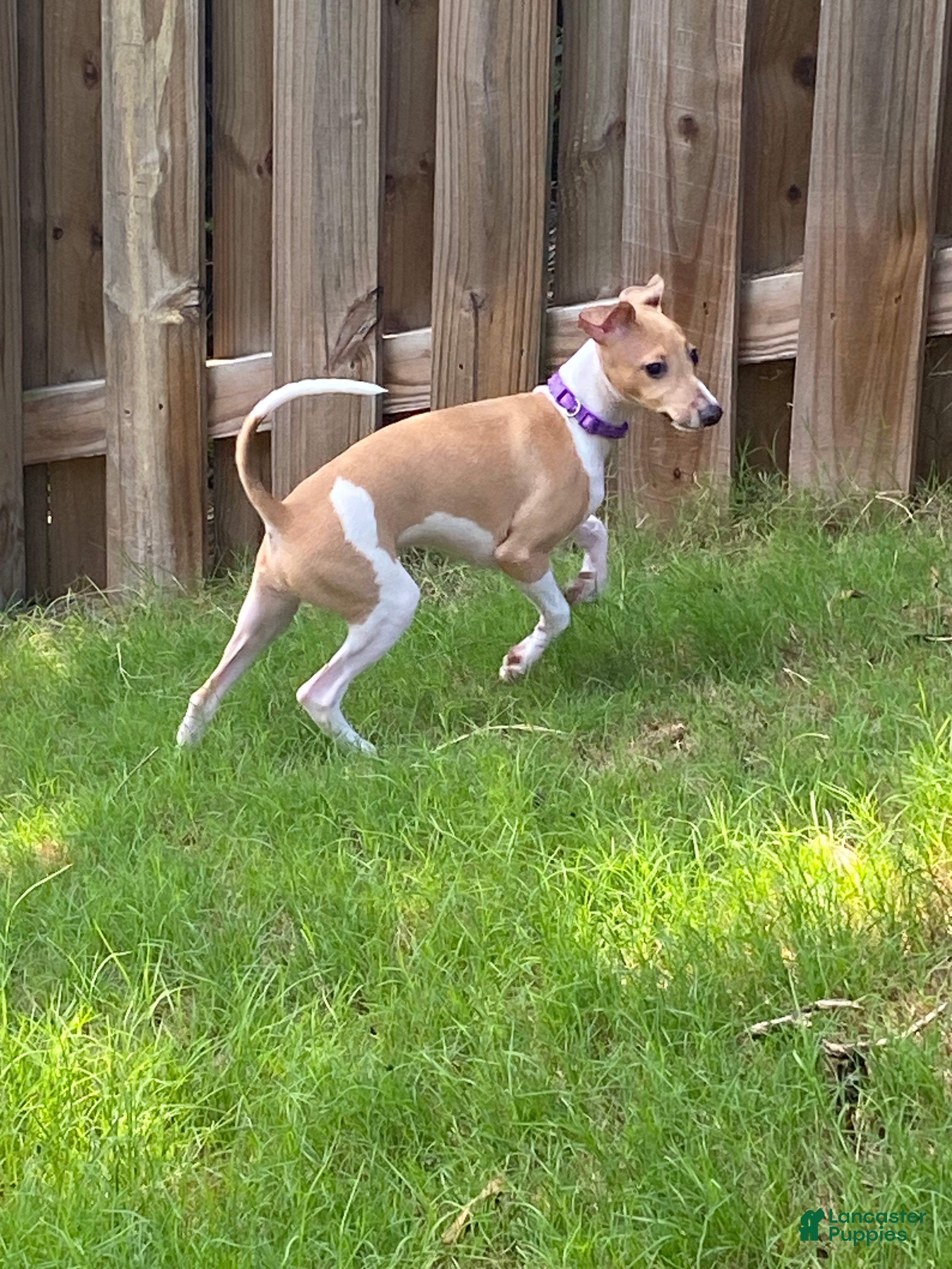 Italian Greyhound dogs Mr purple - Ad 2