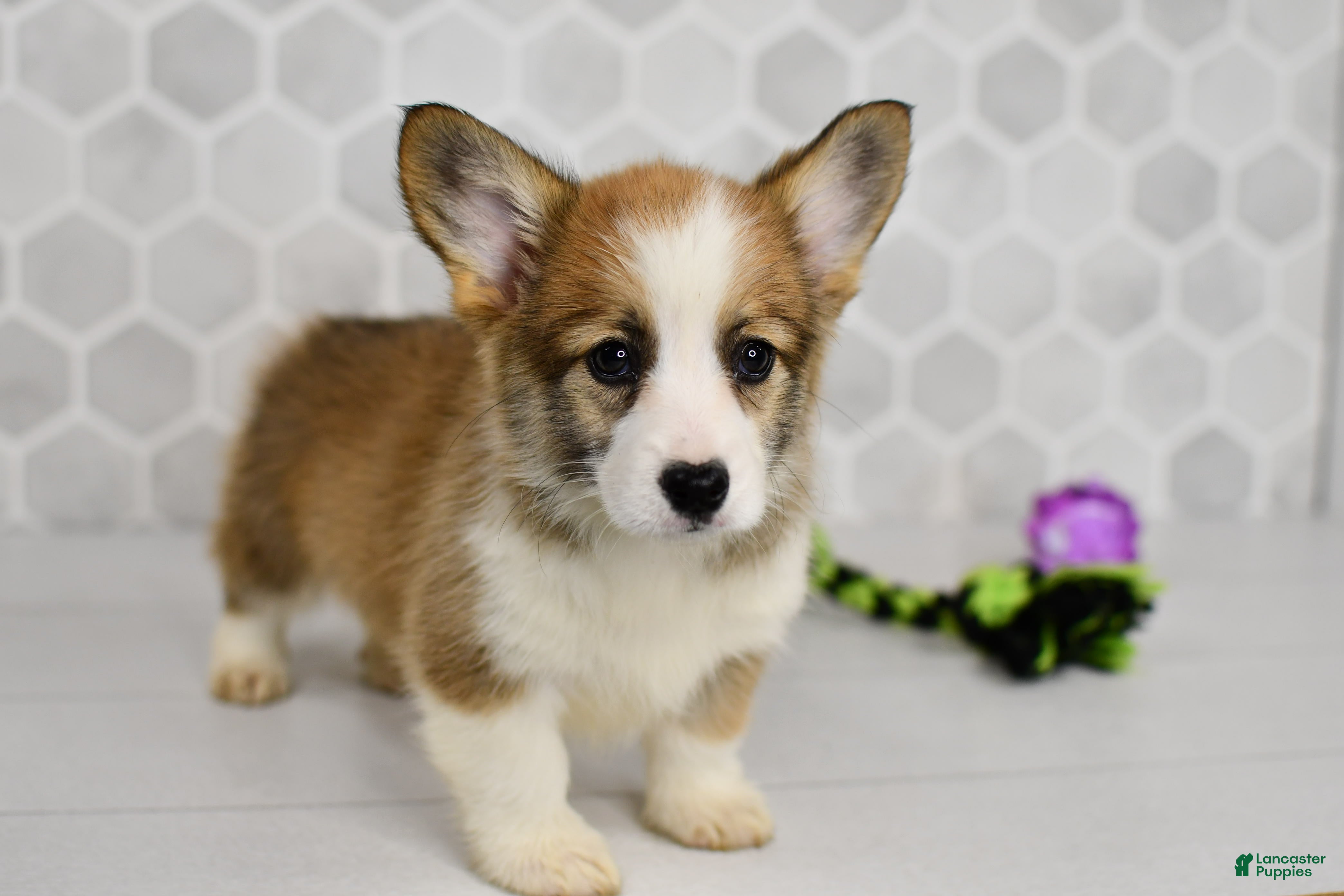 Welsh Corgi Pembroke dogs Iris - Ad 1
