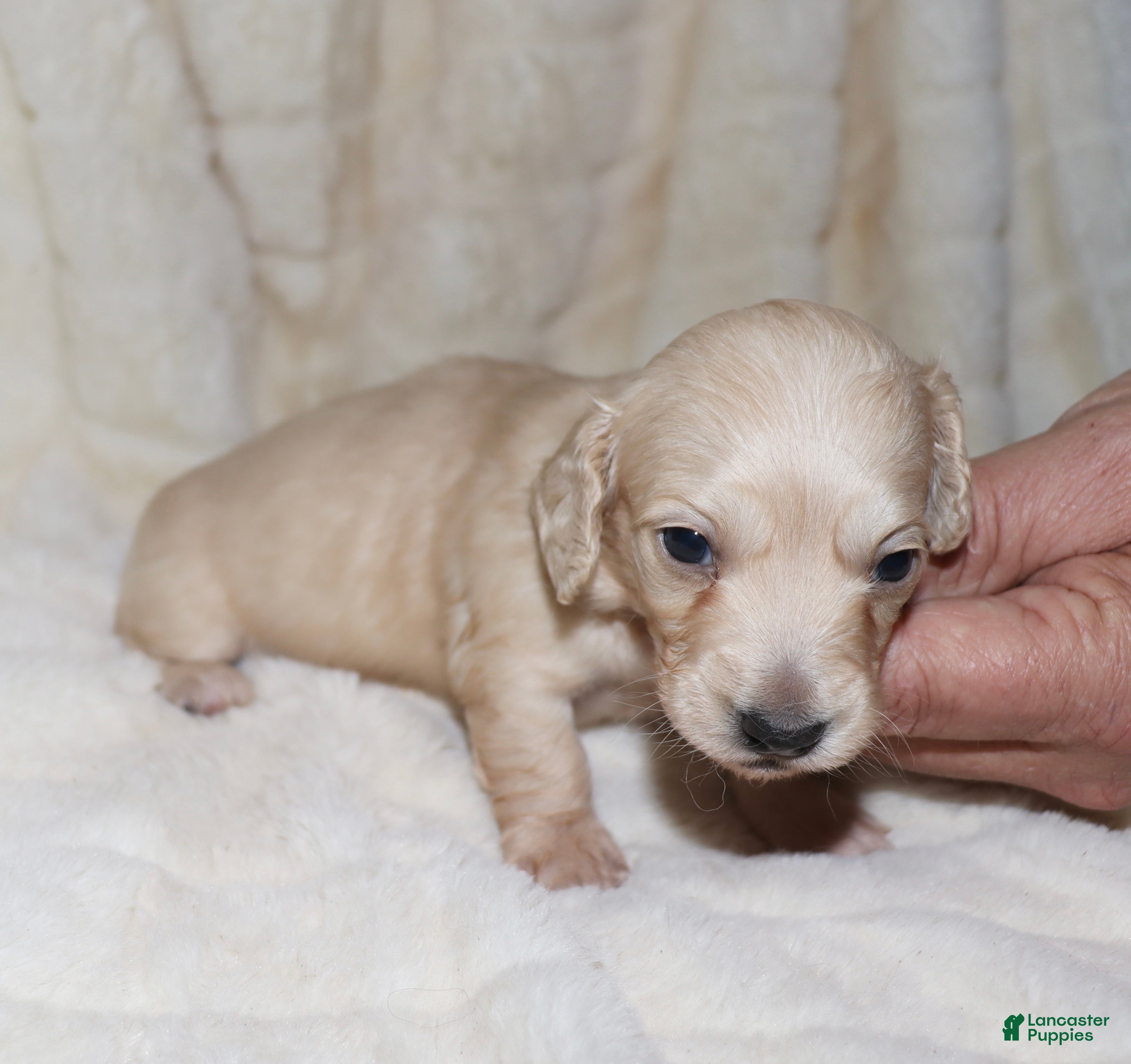 Dachshund dogs Caesar  - Ad 38