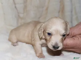 Dachshund dogs Caesar - Ad 38