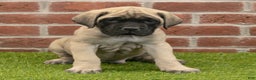 English Mastiff dogs for sale: Parker - Ad 2