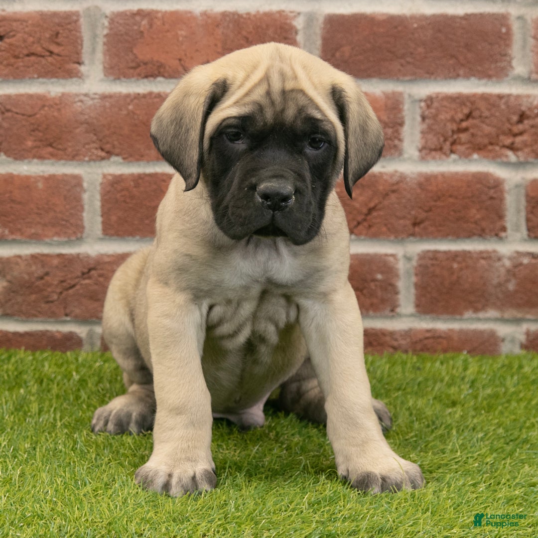 English Mastiff dogs for sale: Parker - Ad 2