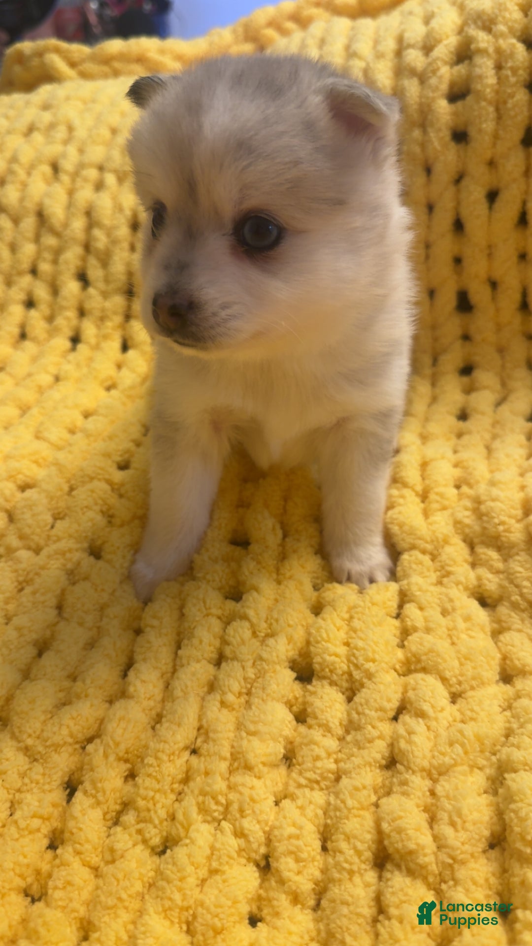 Pomsky dogs for sale: Female light grey multi color - Ad 4