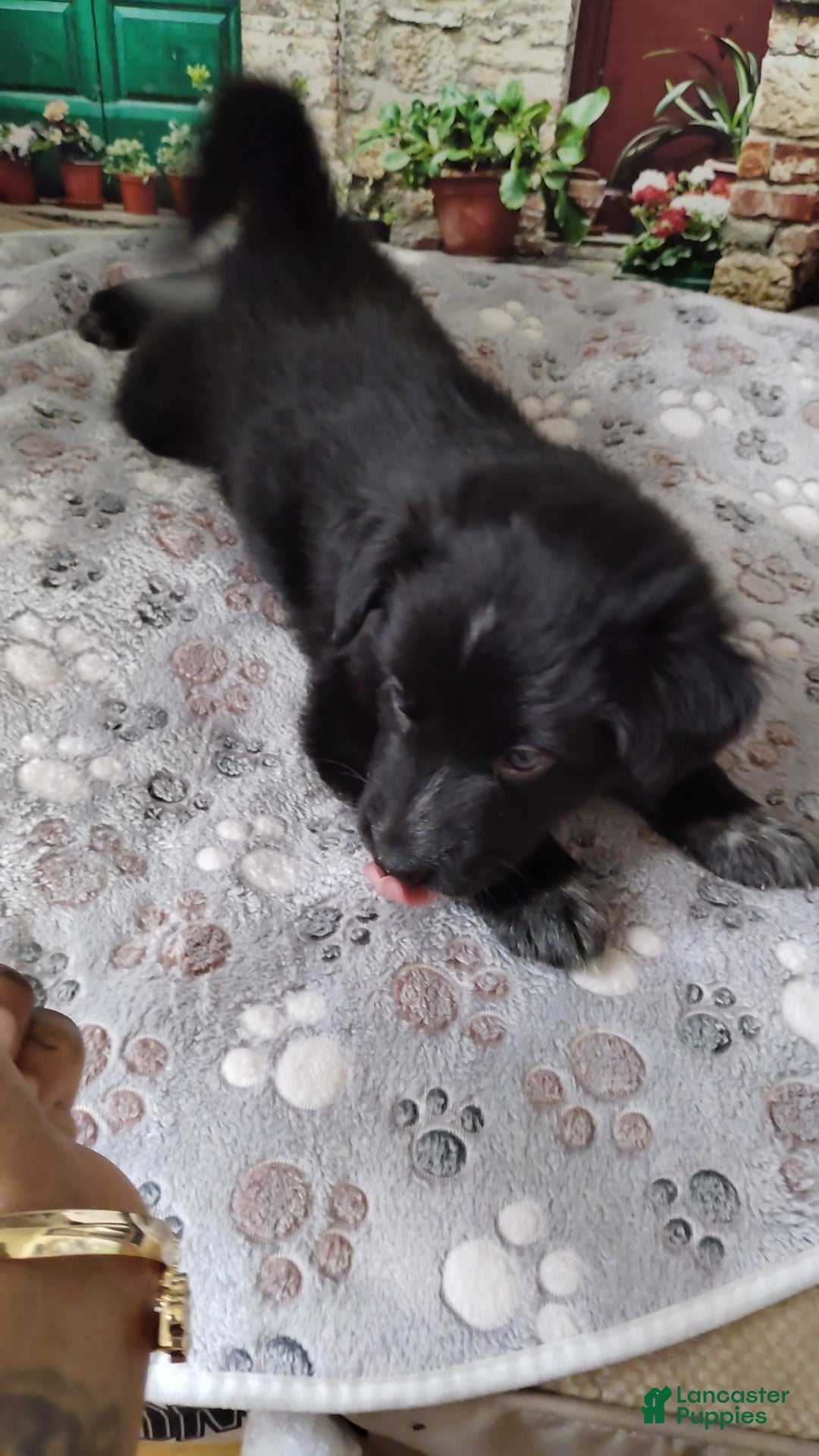 Mixed Breed dogs Mixed Breed 2 - Ad 1
