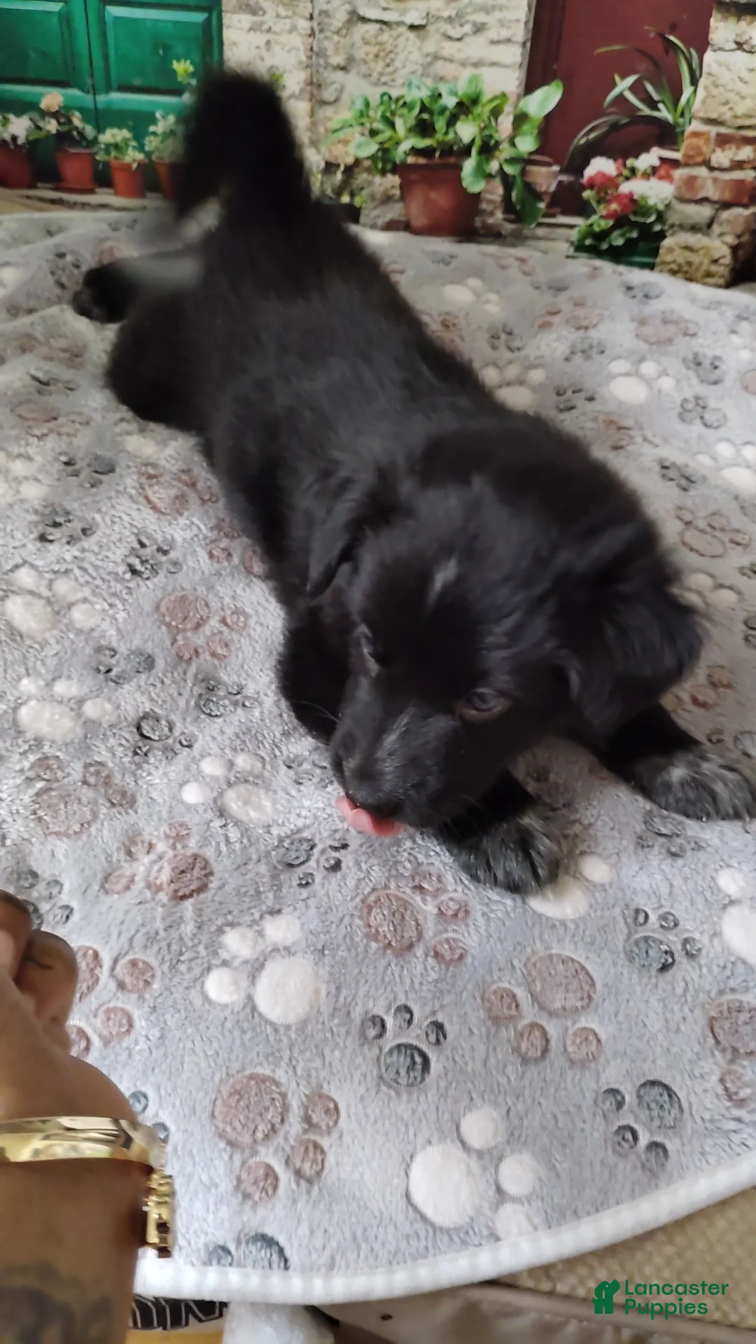 Mixed Breed dogs for sale: Mixed Breed 2 - Ad 1