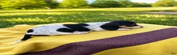 Dachshund dogs for sale: Cooper - Ad 3