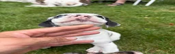 Great Dane dogs for sale: Quinnzelle “Quinn”  - Ad 4