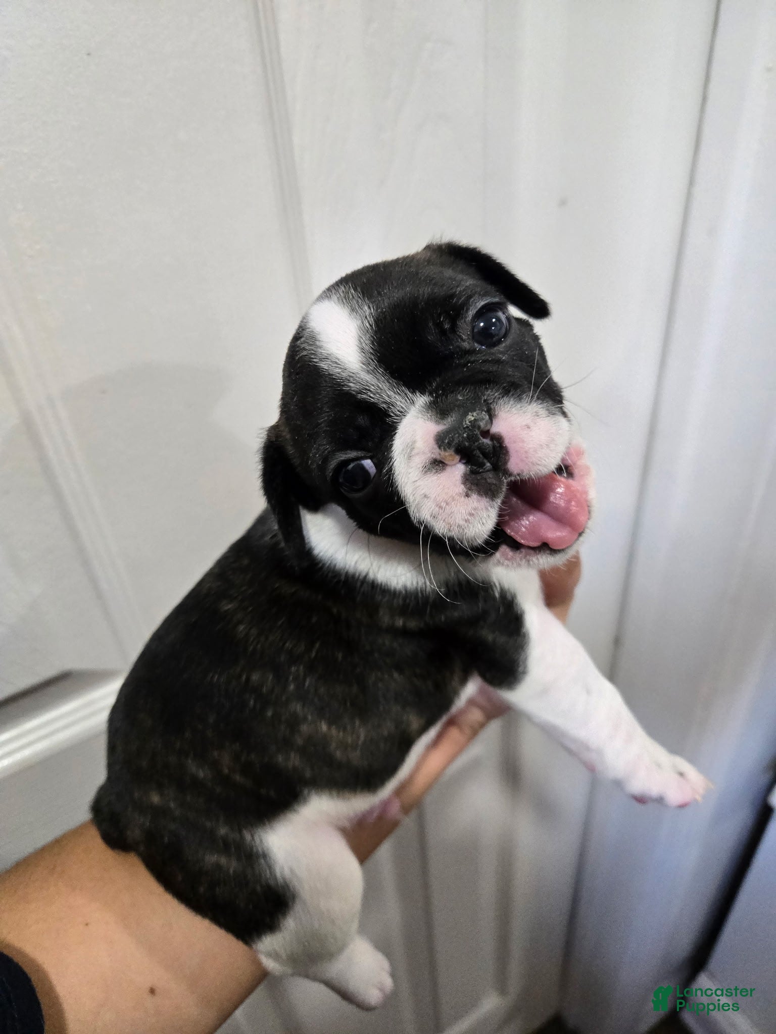 French Bulldog dogs Hercules - Ad 35