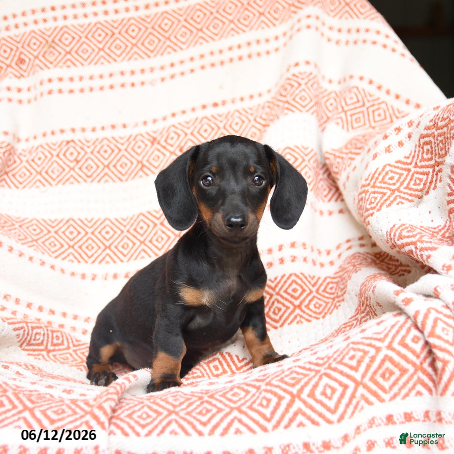 Miniature Dachshund dogs Mischief - Ad 2