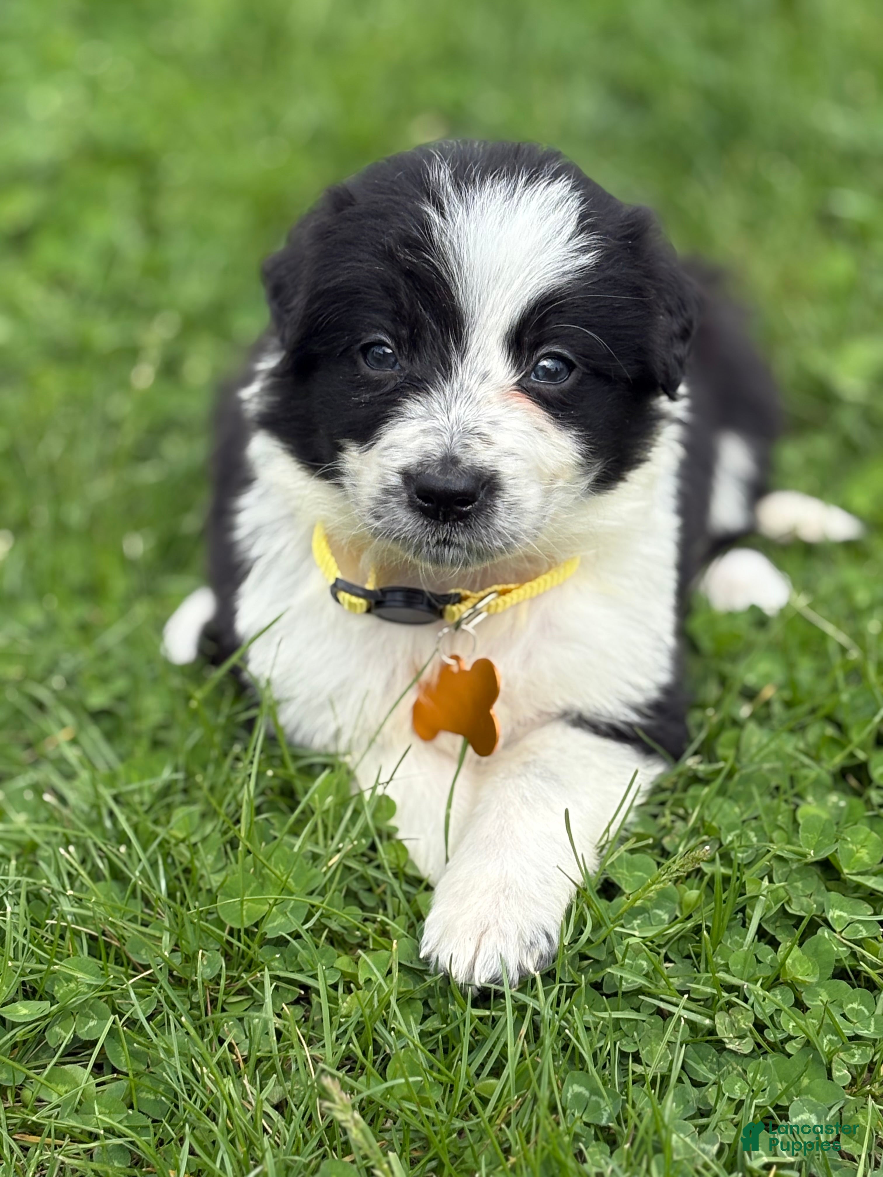Border Collie dogs Daisy - Ad 1