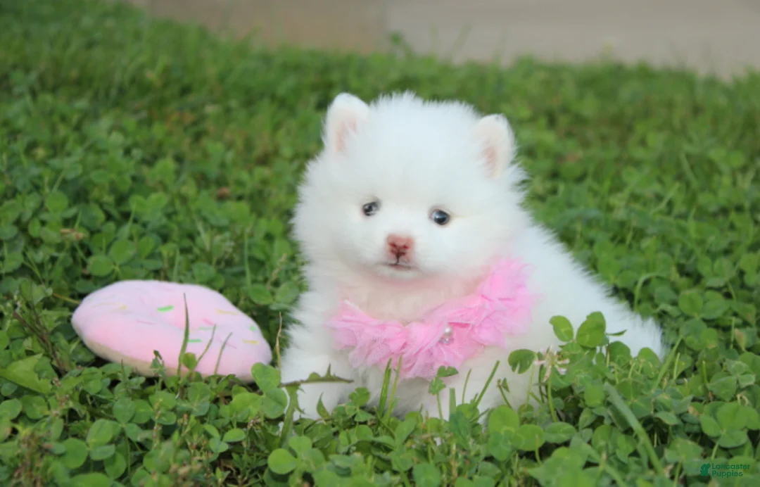 Pomeranian dogs for sale: Heather  - Ad 1