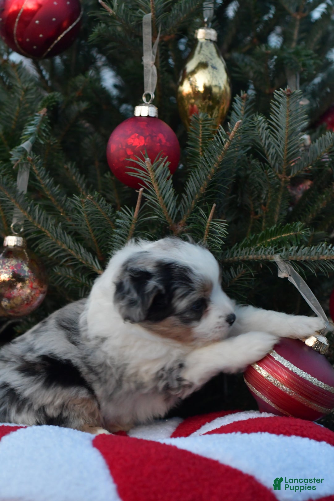 Mini Aussiedoodle dogs for sale: Cash - Ad 24