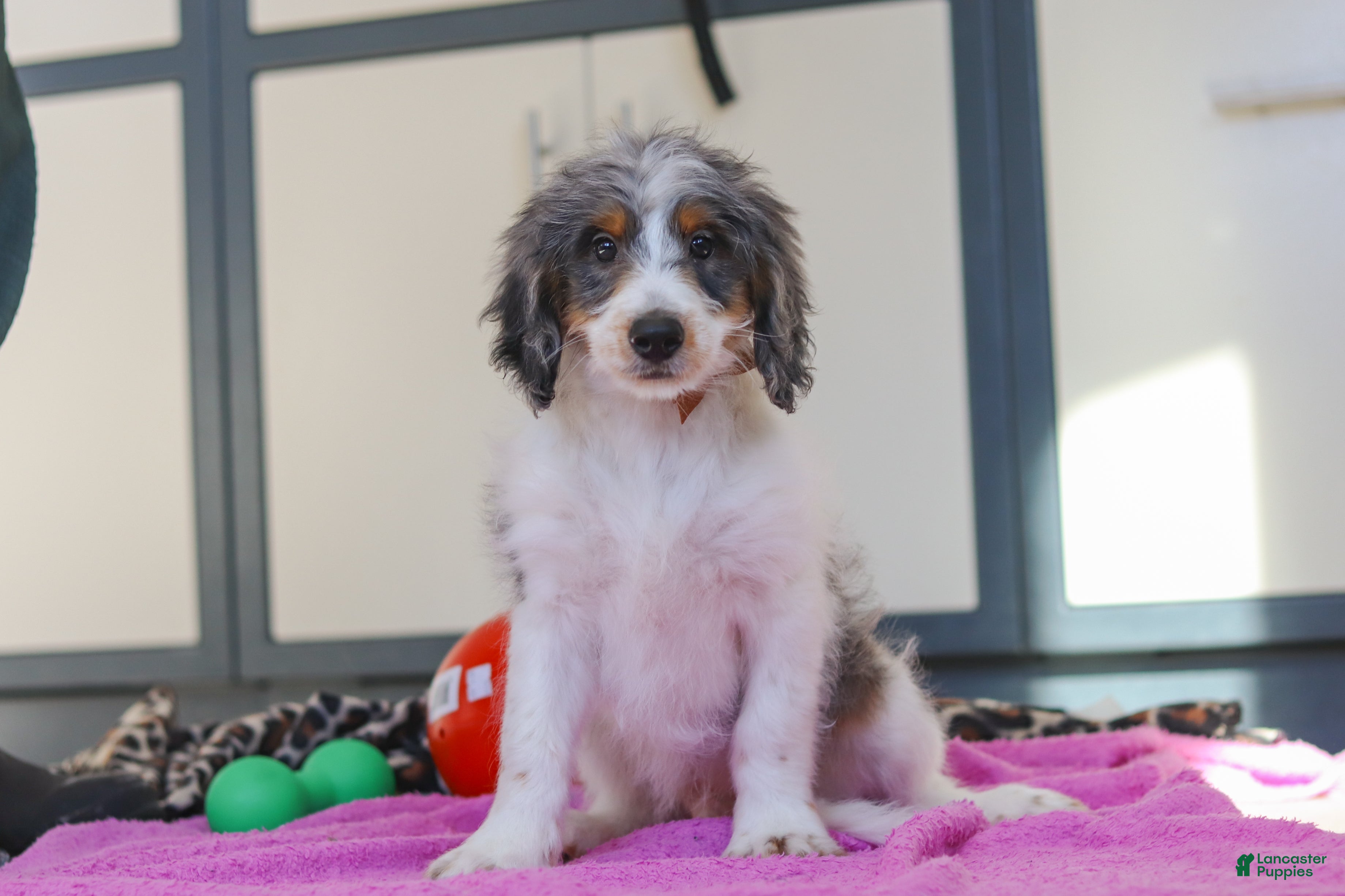 Mini Bernedoodle dogs Denver — Male —  - Ad 30