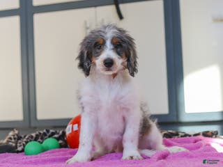Mini Bernedoodle dogs Denver — Male — - Ad 31
