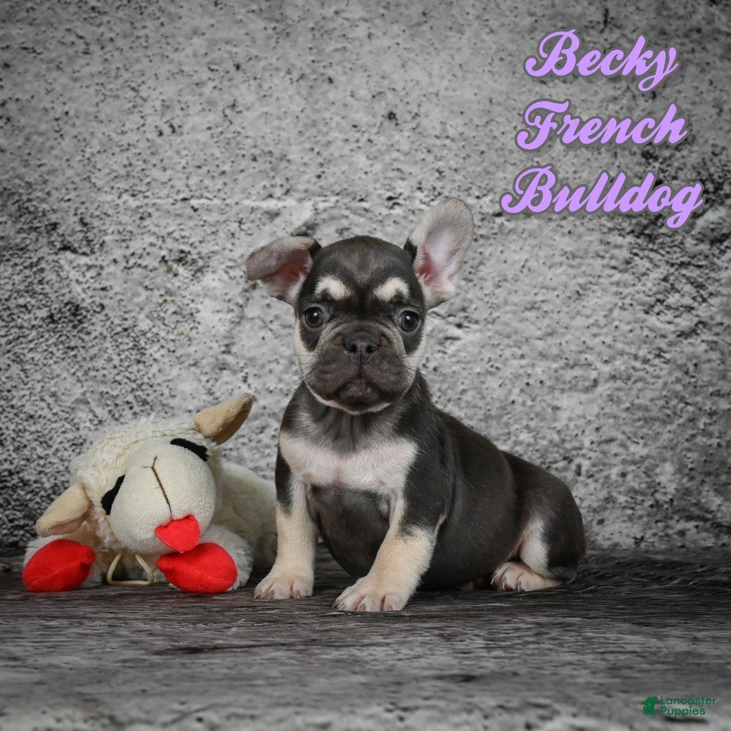 French Bulldog dogs Becky - Ad 28