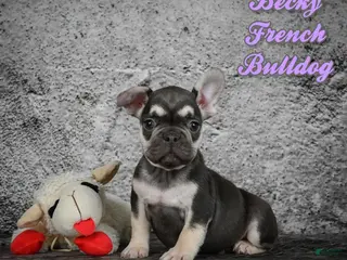 French Bulldog dogs Becky - Ad 20