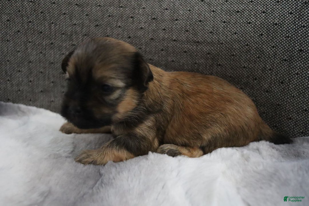 Havanese dogs for sale: Honey - Ad 9