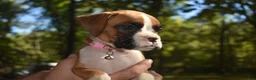 Boxer dogs for sale: ROSE BUD - Ad 1