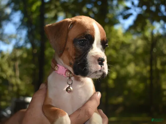 Boxer dogs ROSE BUD - Ad 1