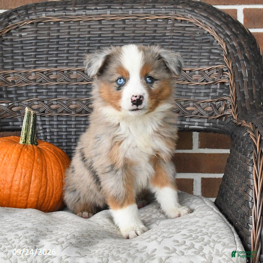 Miniature Australian Shepherd dogs River - Ad 2