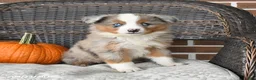 Miniature Australian Shepherd dogs for sale: River - Ad 2