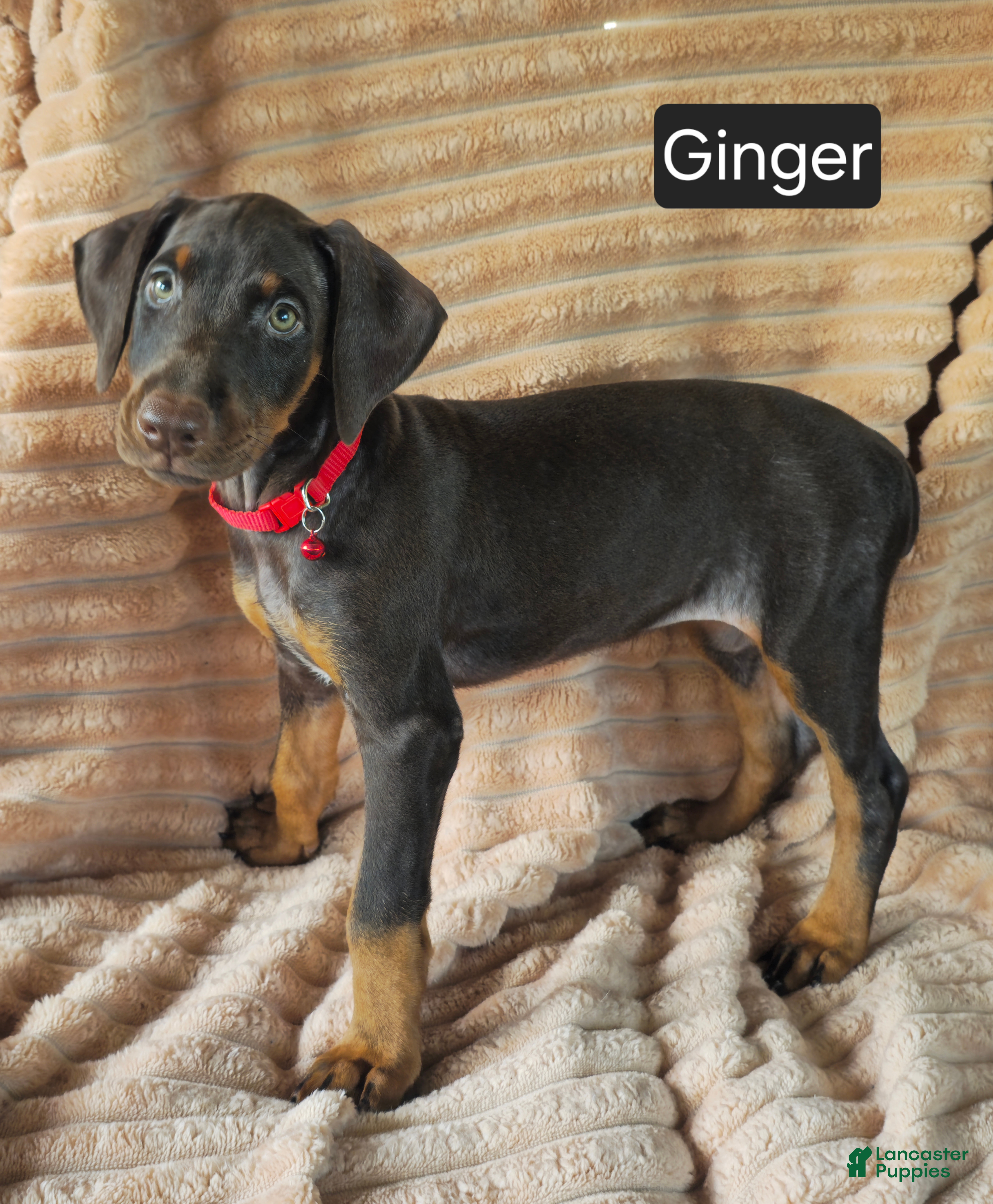 Doberman Pinscher dogs Ginger  - Ad 2