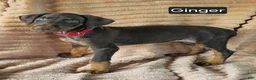 Doberman Pinscher dogs for sale: Ginger  - Ad 2