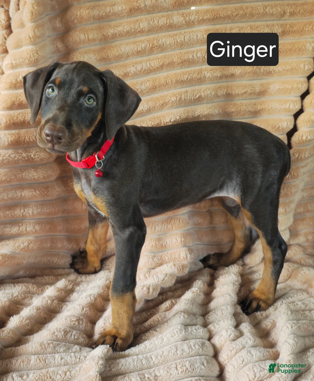 Doberman Pinscher dogs for sale: Ginger  - Ad 2