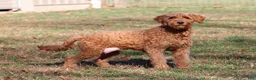 Mini Goldendoodle dogs for sale: Finn - Ad 6