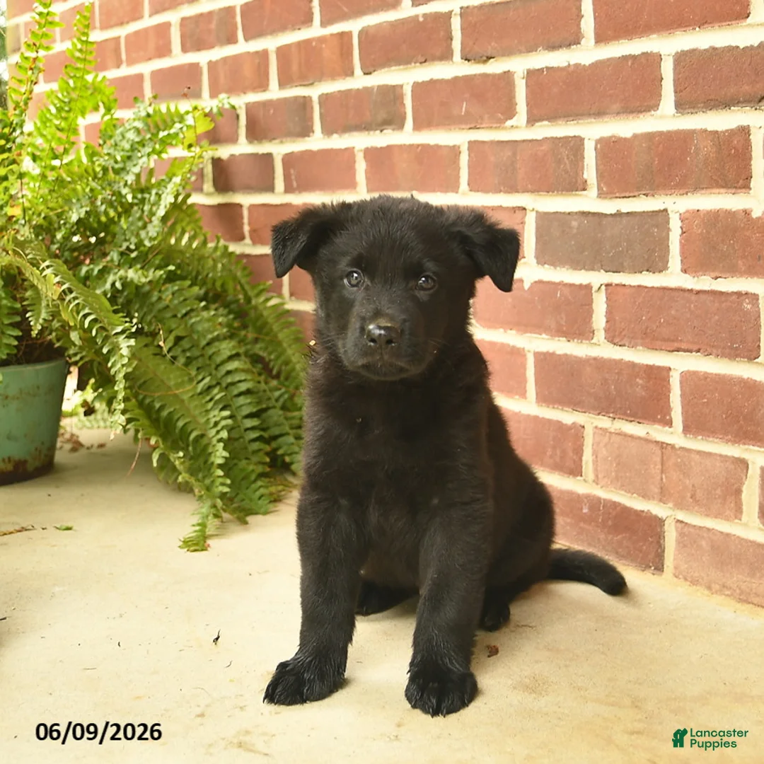 German Shepherd dogs for sale: Buster - Ad 1