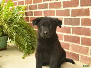 German Shepherd dogs for sale: Buster - Ad 4