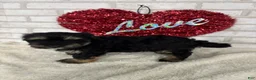 Maltipoo dogs for sale: Daisy - Ad 2