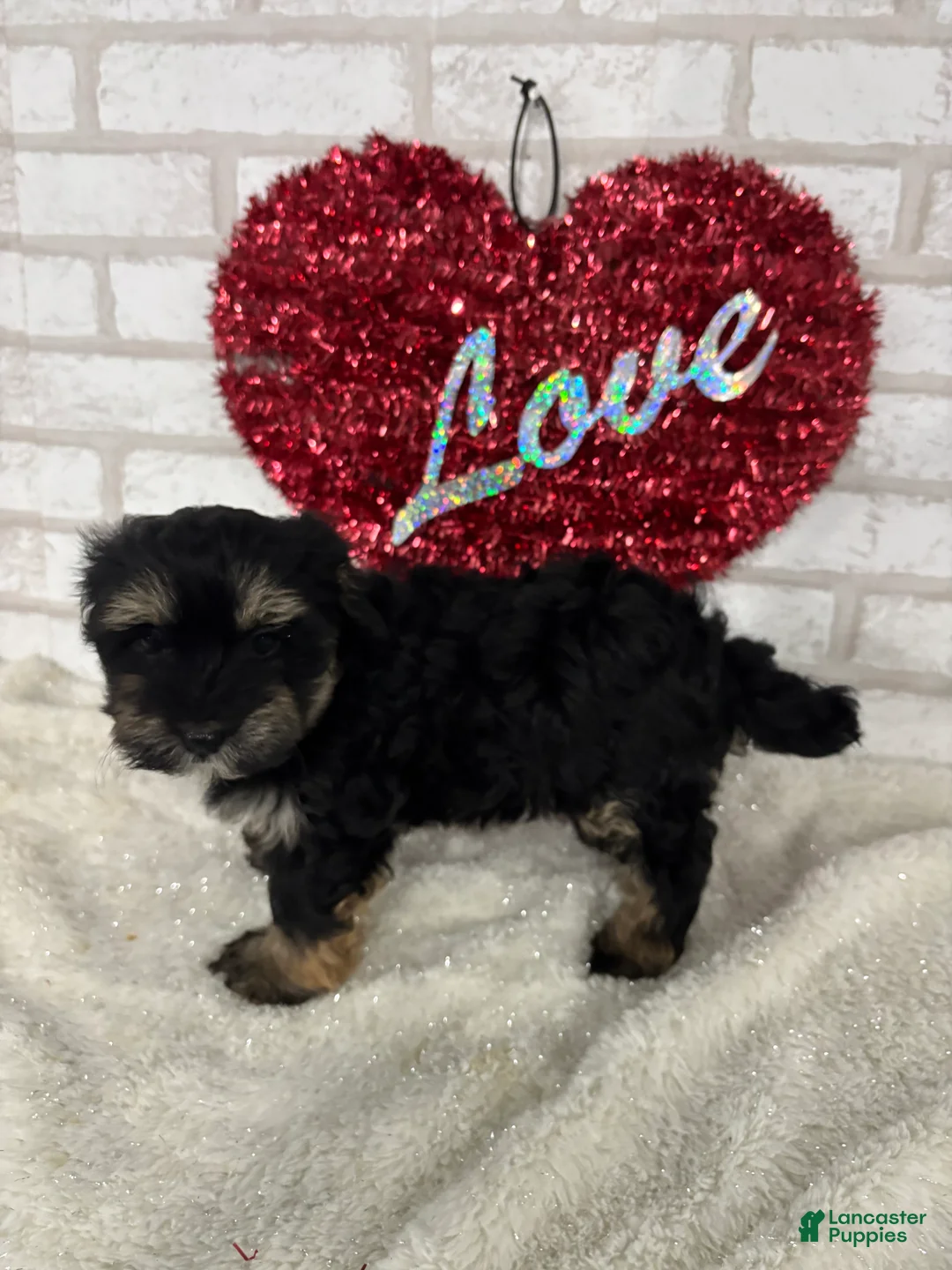 Maltipoo dogs for sale: Daisy - Ad 2