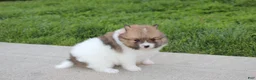 Pomeranian dogs for sale: Theo - Ad 9