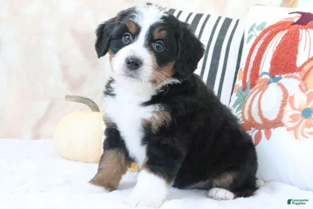 Mini Bernedoodle dogs for sale: Justin - Ad 2