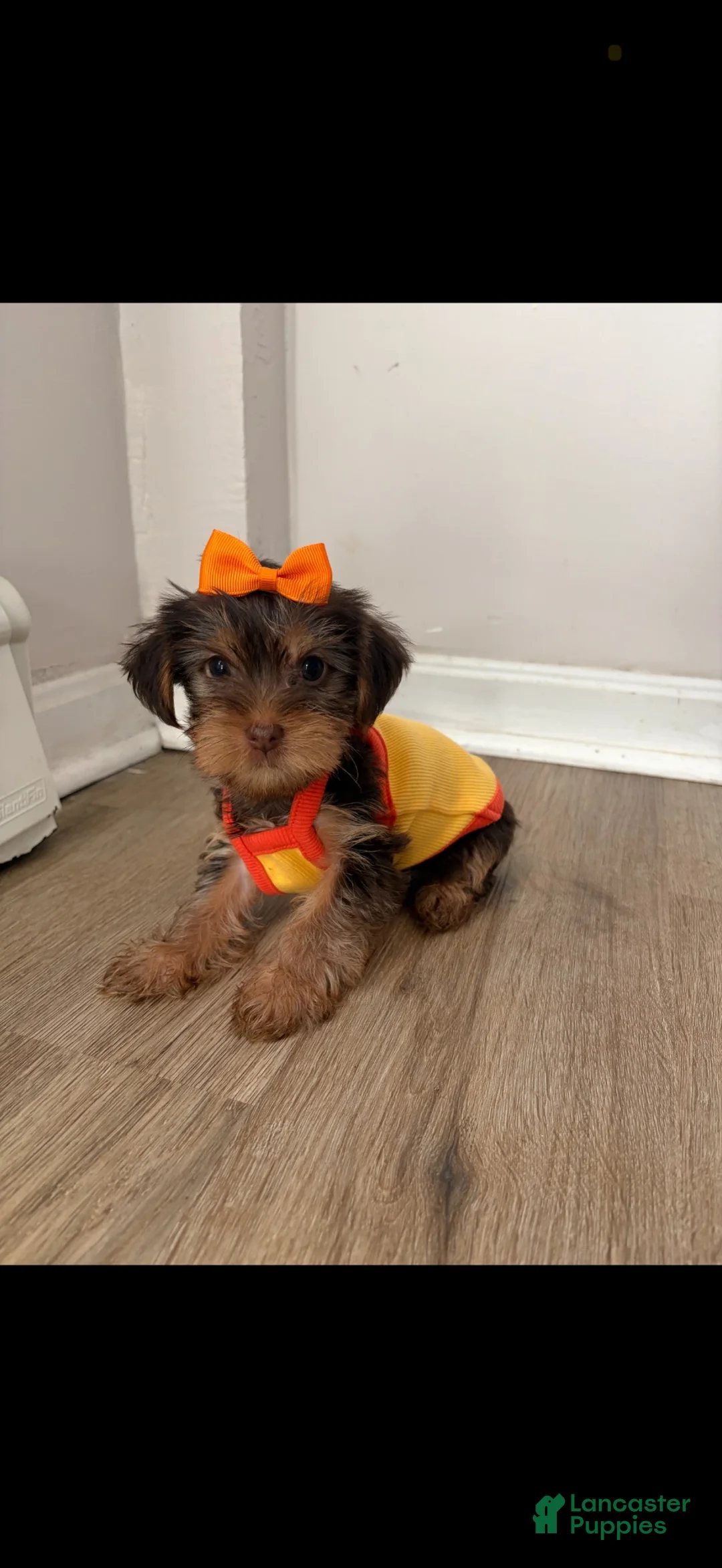 Yorkshire Terrier dogs for sale: Yorkshire Terrier 3 - Ad 1