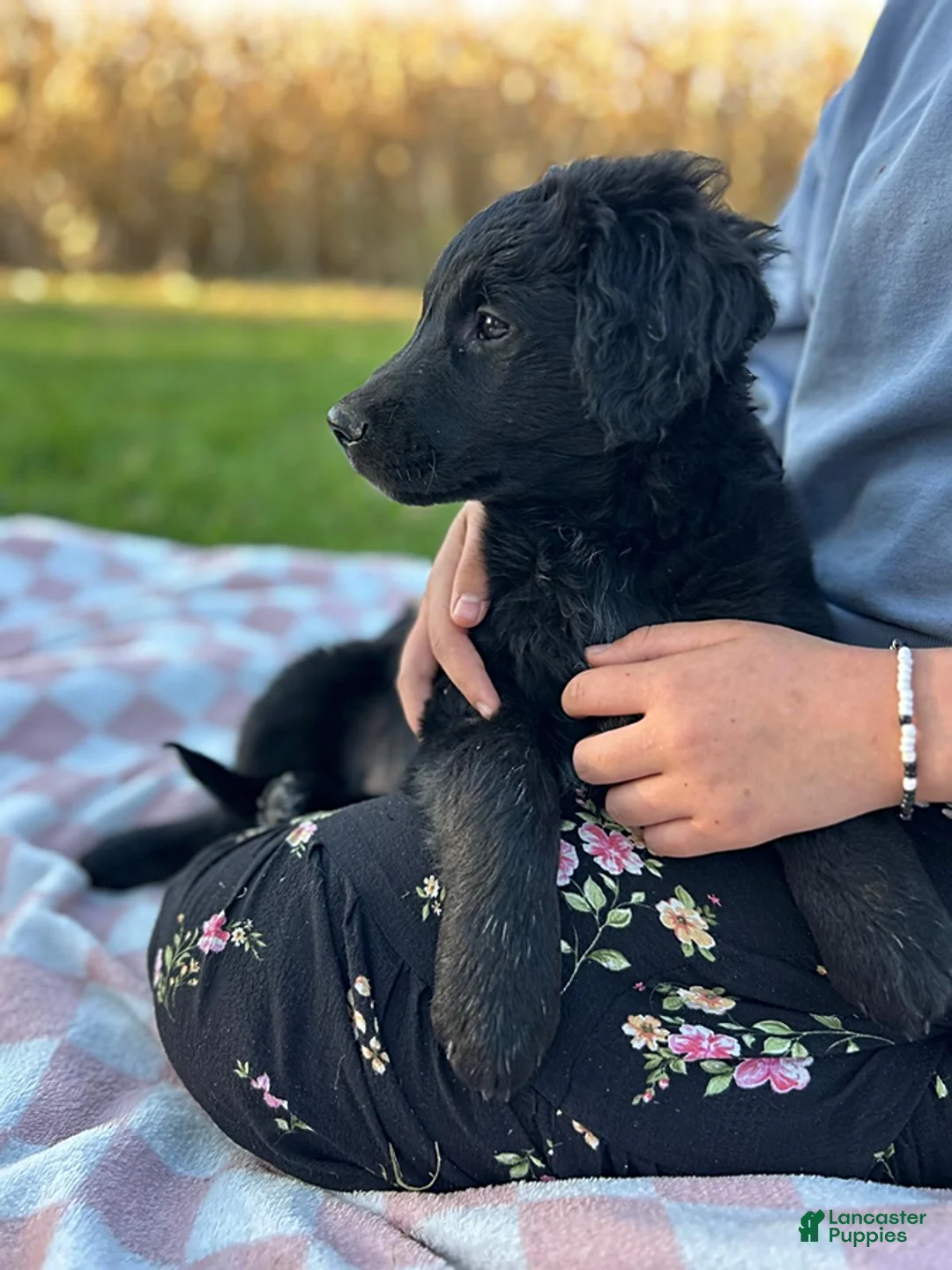 Mixed Breed dogs for sale: Lucy - Ad 2