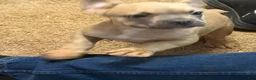 French Bulldog dogs for sale: French Bulldog 7 - Ad 4
