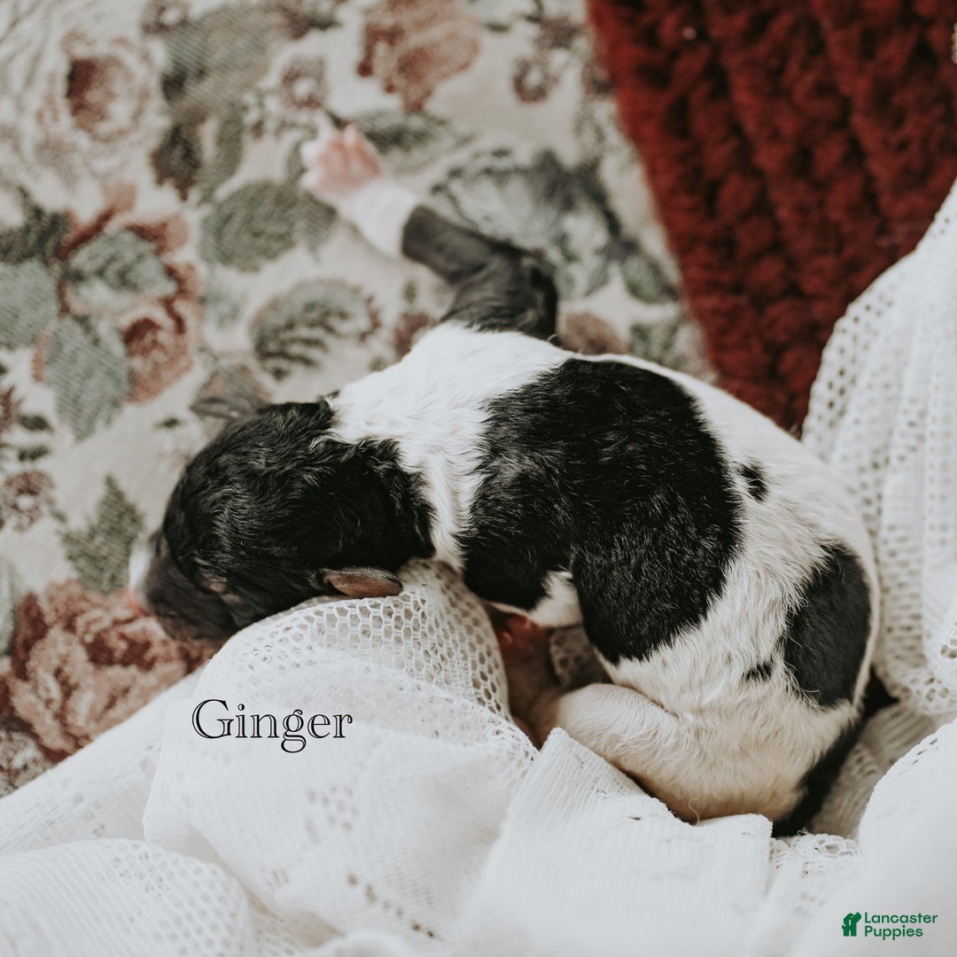 Standard Poodle dogs for sale: Ginger - Ad 2