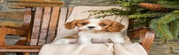 Cavalier King Charles Spaniel dogs for sale: Snickers - Ad 7