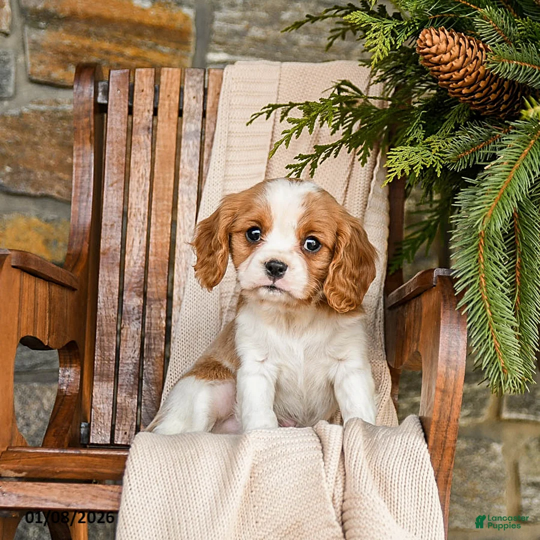Cavalier King Charles Spaniel dogs for sale: Snickers - Ad 7