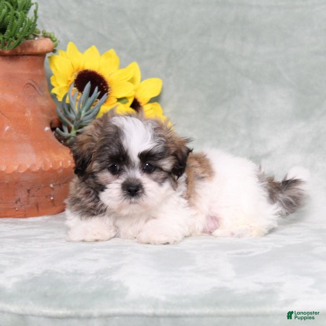 Teddy Bear dogs Uncle - Ad 2