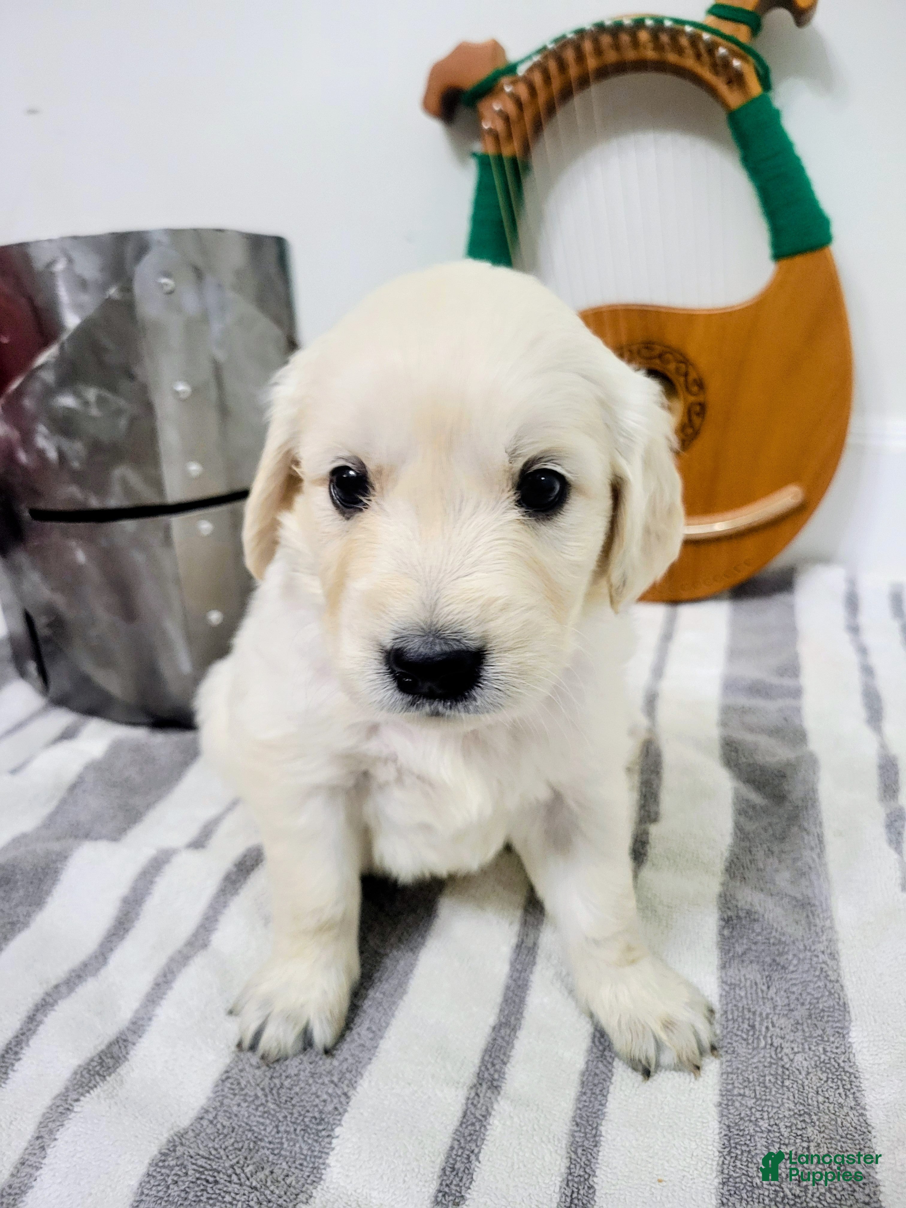 Golden Retriever dogs for sale: Lobelia, Champion Sired - Ad 11