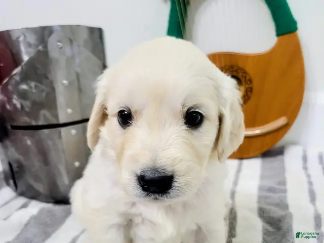 Golden Retriever dogs for sale: Lobelia, Champion Sired - Ad 11
